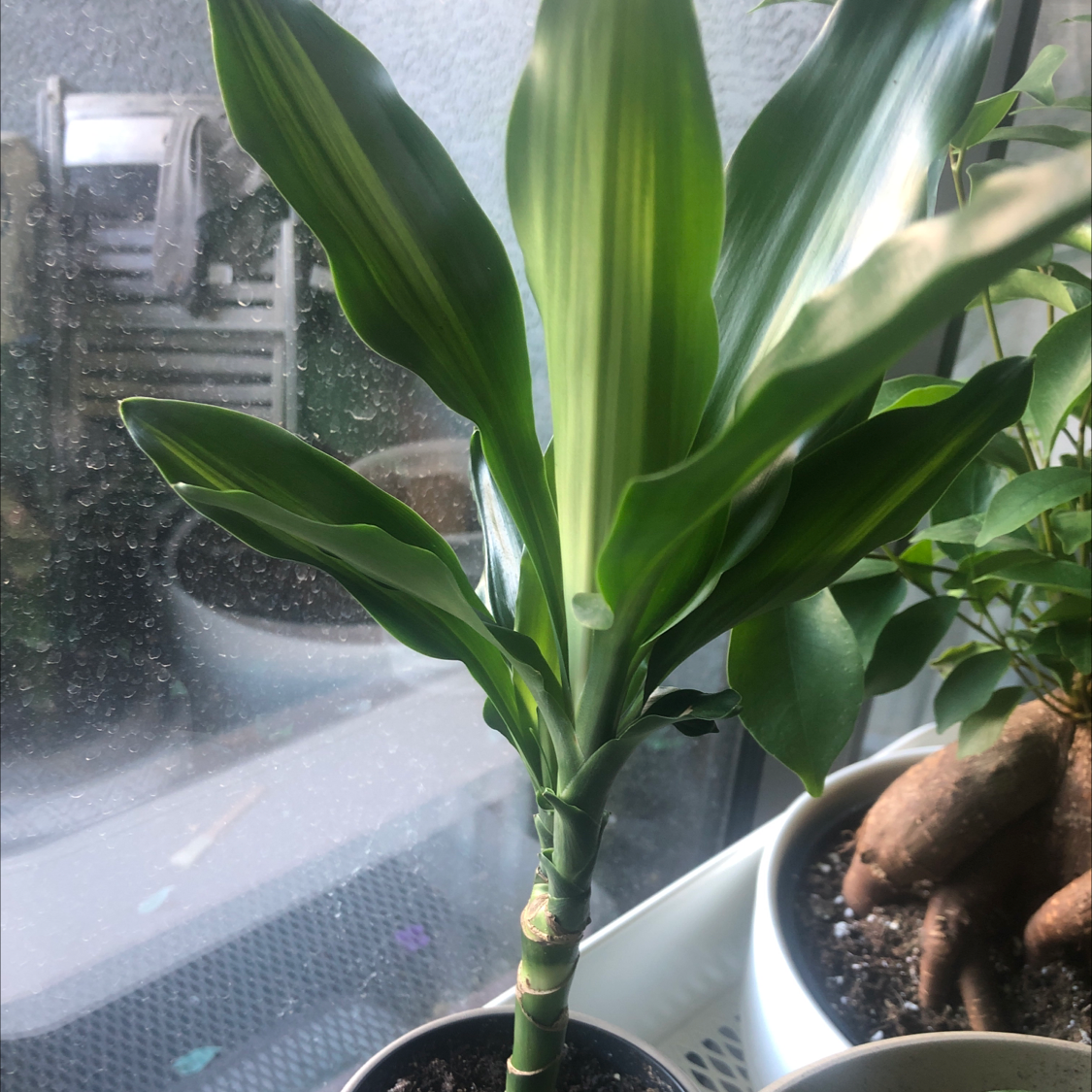 Dracaena Cintho plant with vibrant green leaves in a pot, well-framed and focused.