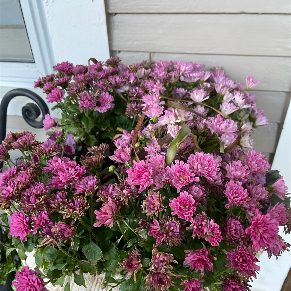 Photo of the plant species Hardy Chrysanthemum by @Carolina named Kardashian on Greg, the plant care app