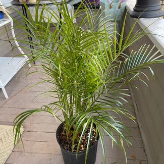 Pygmy Date Palm plant in Colorado Springs, Colorado