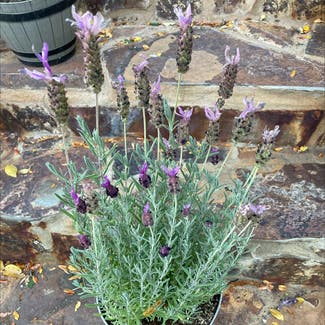 Lavender plant in Colorado Springs, Colorado