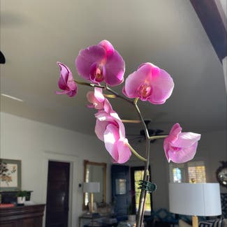 orchid plant in Colorado Springs, Colorado