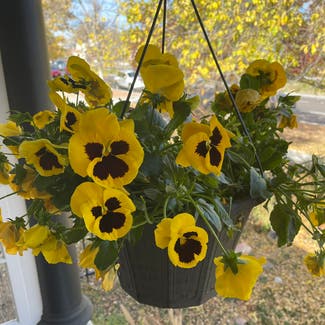 Wild Pansy plant in Colorado Springs, Colorado