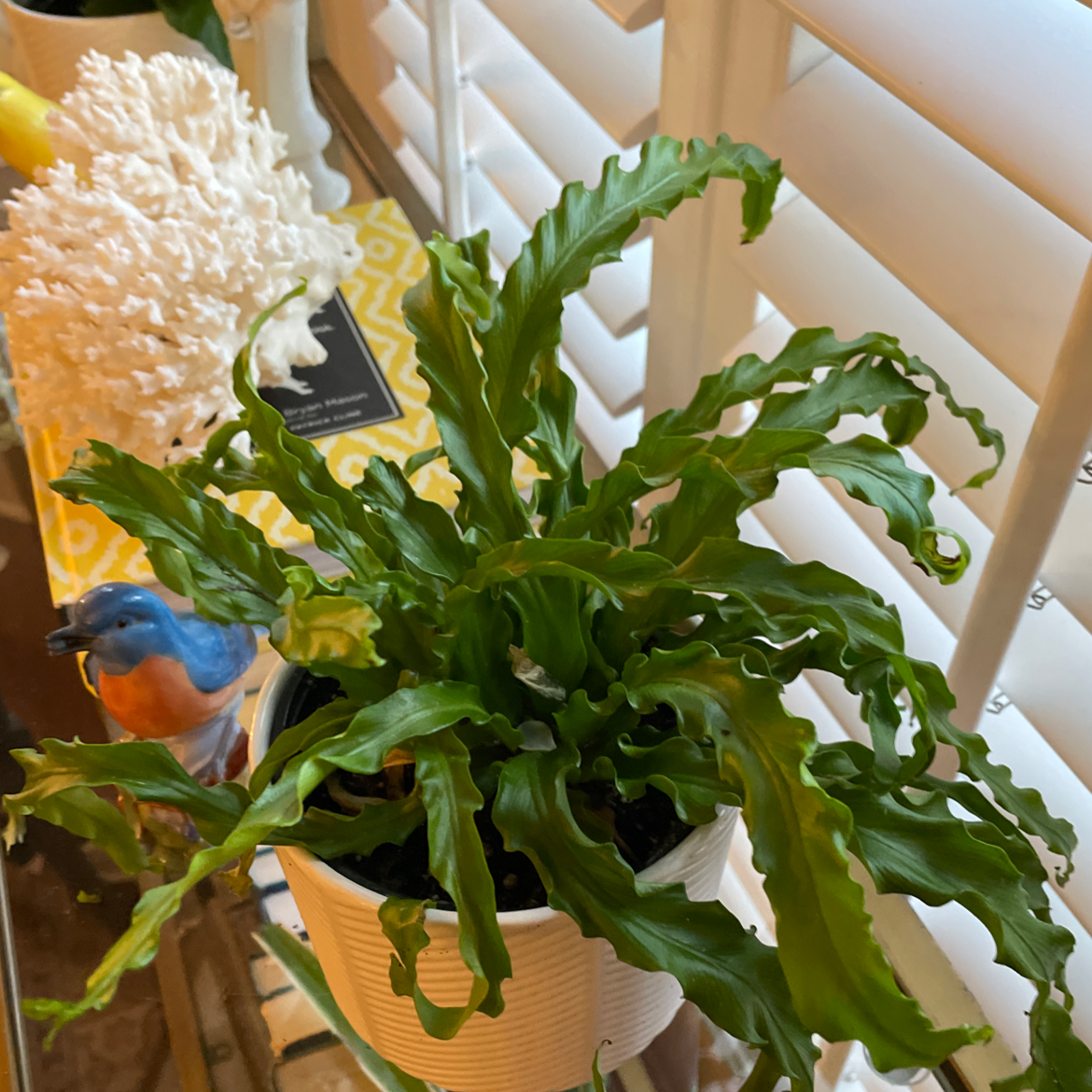 Bird's Nest Fern plant photo by @Carolina named Lola on Greg, the plant care app.