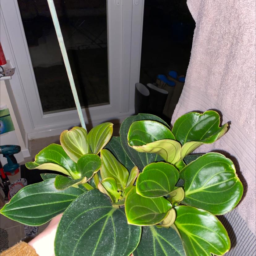 Showy Medinilla plant with glossy, dark green leaves held by a hand indoors.