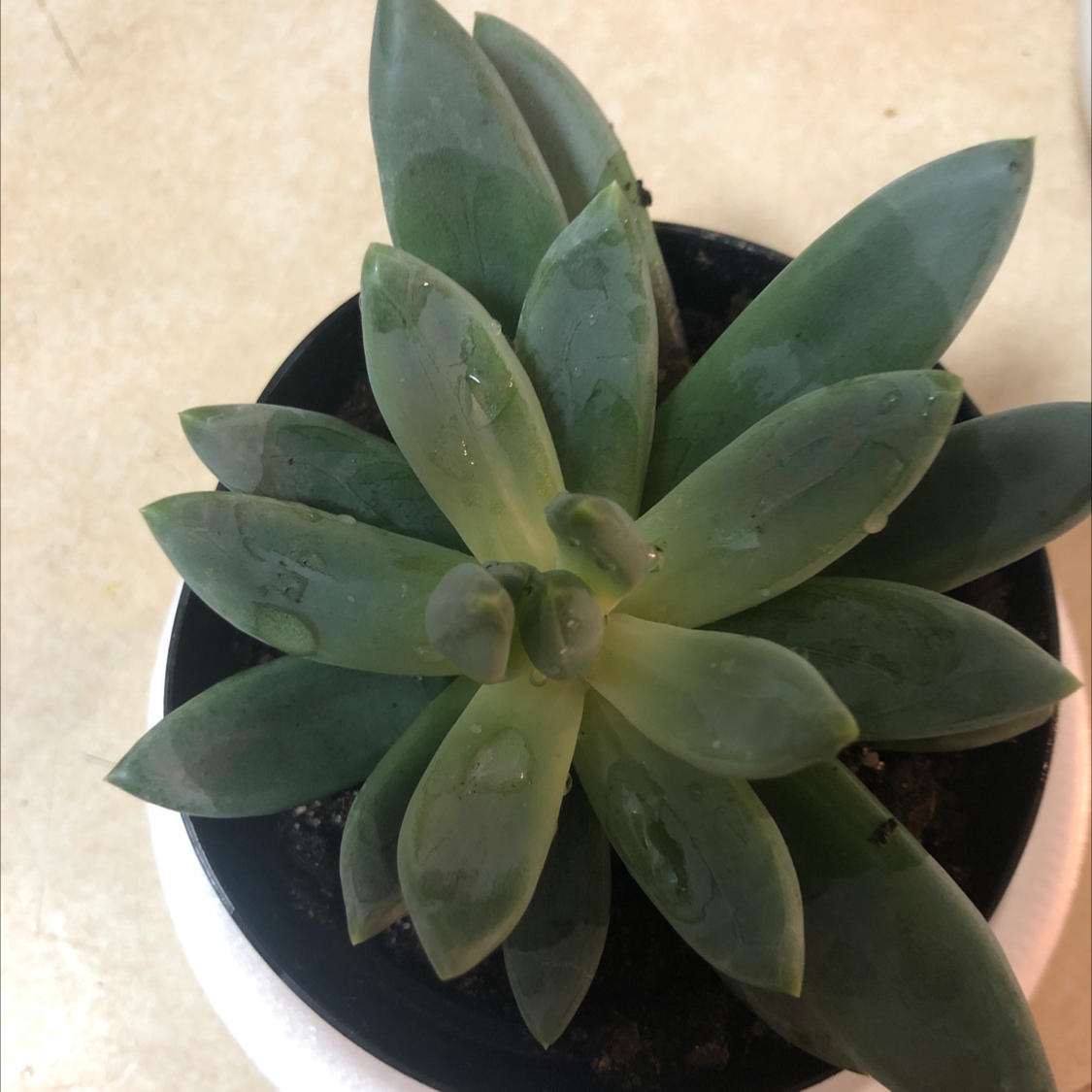 Lipstick Echeveria plant photo by @sahary named Luna on Greg, the plant care app.