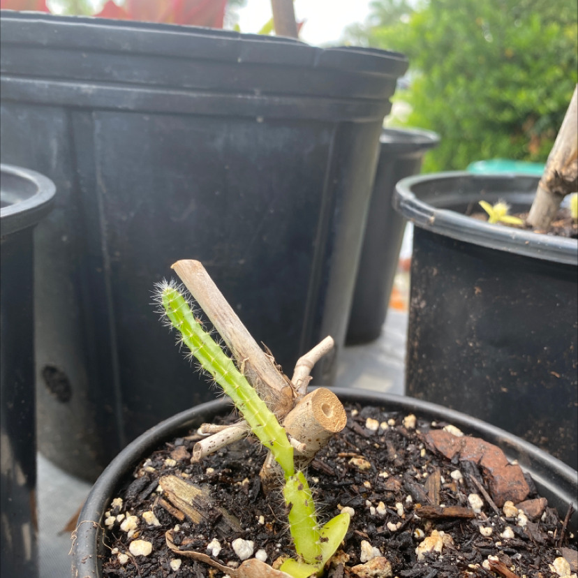 Dragonfruit plant photo by Amanda named Dragon fruit on Greg, the plant care app.