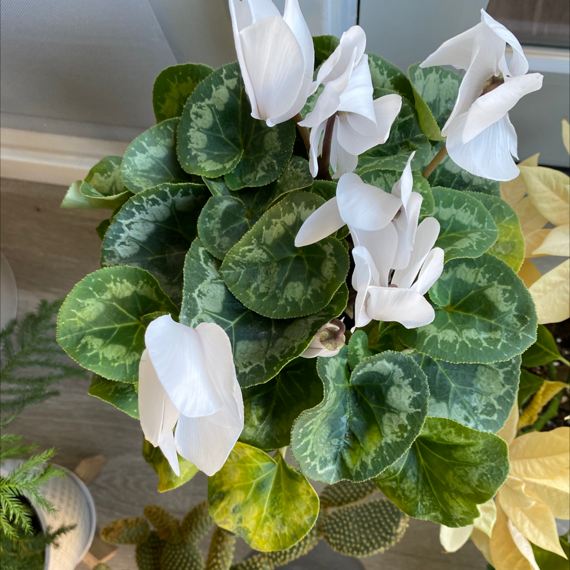 Healthy Persian Cyclamen with lush green and silver marbled foliage and large upswept white flowers with pink bases, in peak bloom.