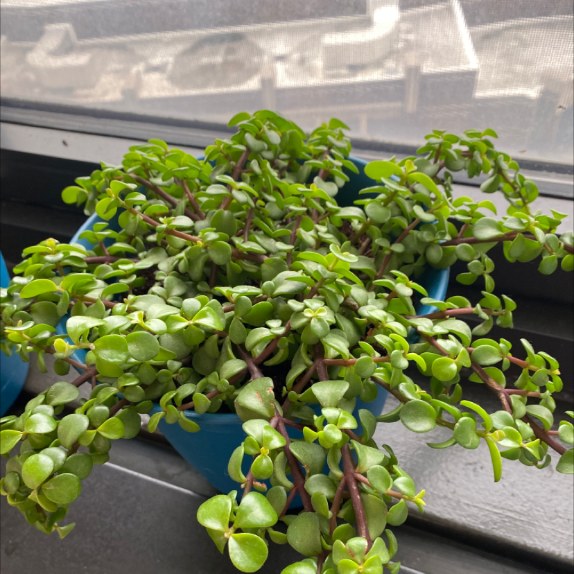 Elephant Bush plant photo by Charli named Ellieson on Greg, the plant care app.