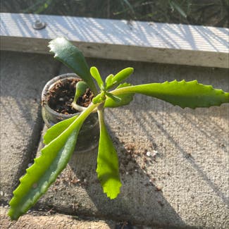 Mother of Thousands plant in Somewhere on Earth