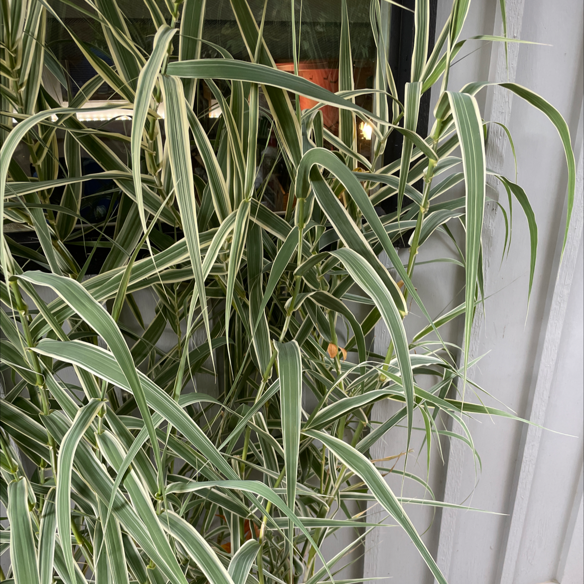 Giant Reed plant with long, variegated leaves in white and green.