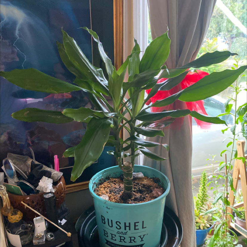 Cornstalk Dracaena plant photo by Shanai named Your plant on Greg, the plant care app.