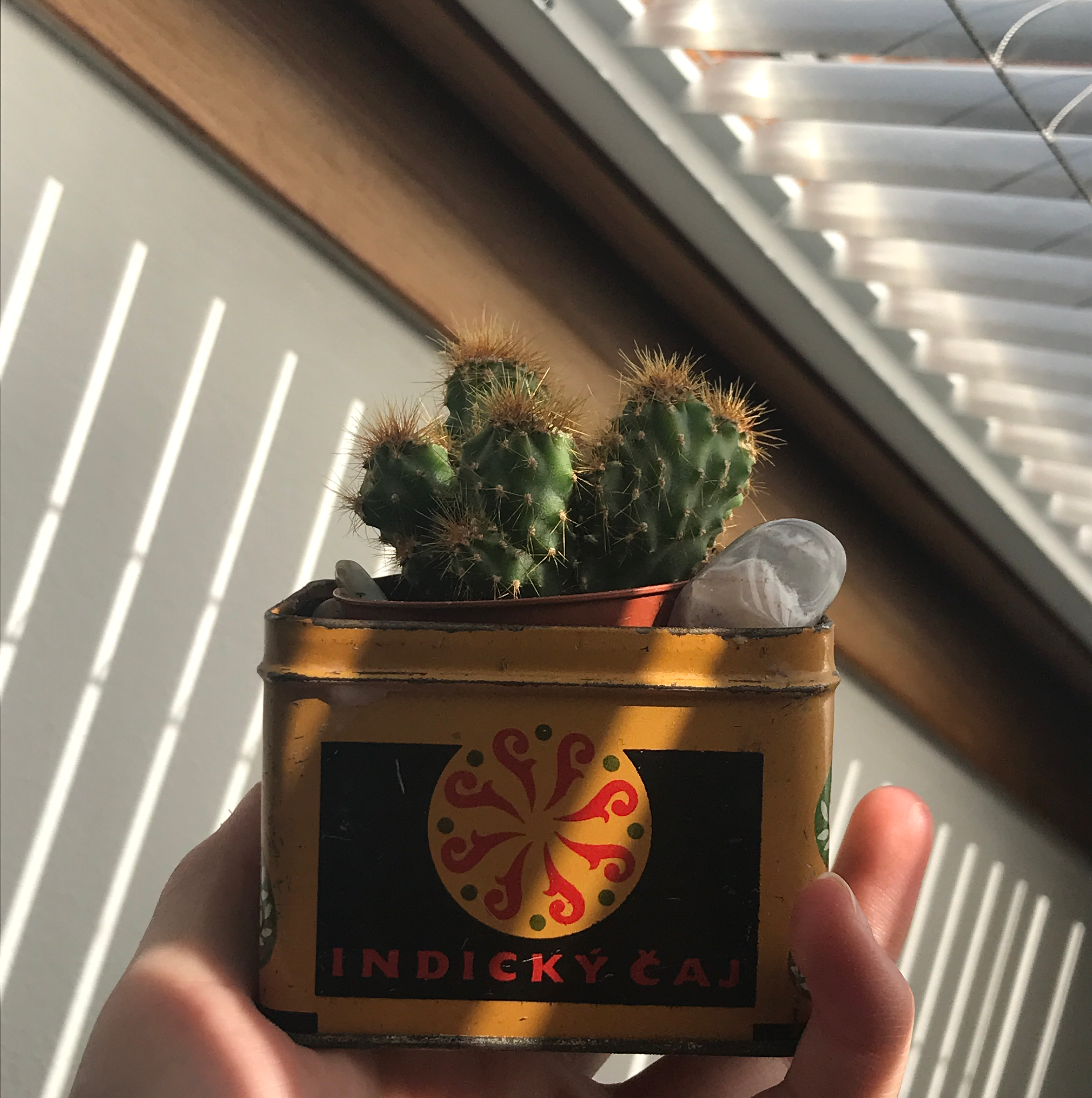 Navajo Bridge Prickly Pear cactus in a small container held by a hand.