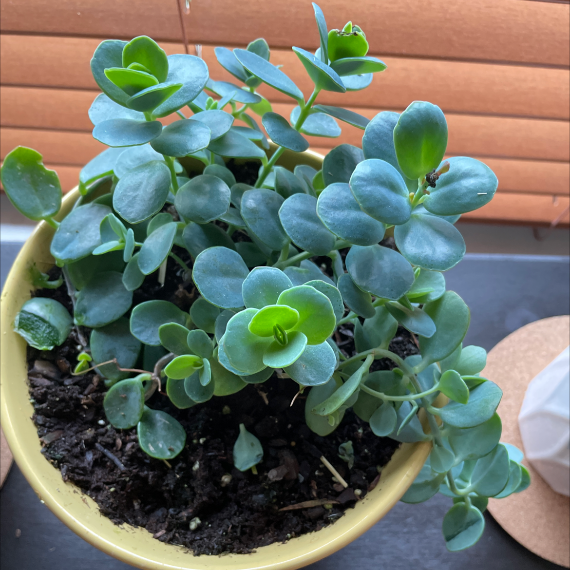 Healthy Dunce Cap succulent in a pot with visible soil.