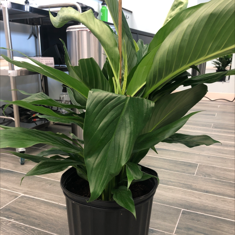 Photo of the plant species Platinum Mist Peace Lily by Adam named Polly plant on Greg, the plant care app