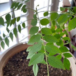 Curry Tree plant