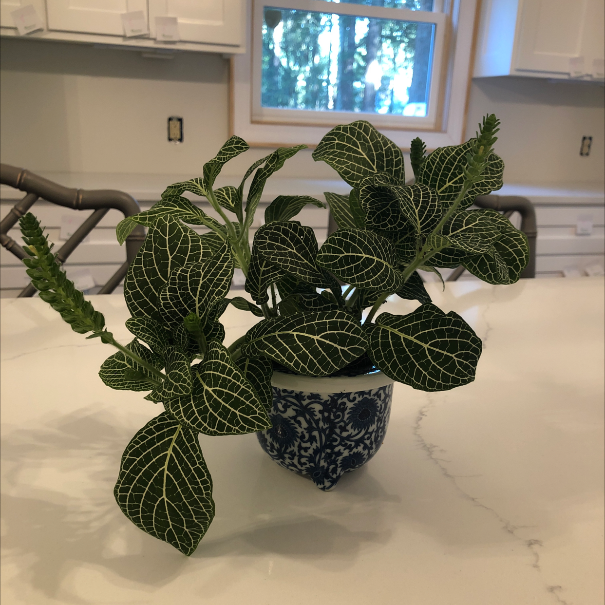 White Anne Nerve Plant in a decorative pot on a countertop.