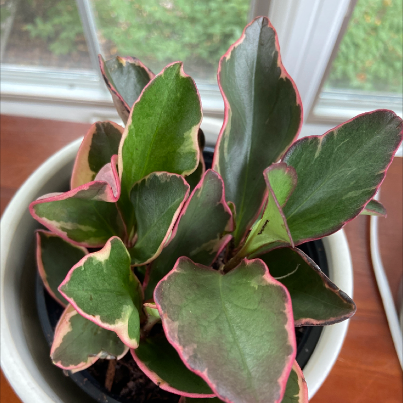 Jelly Plant plant photo by @CrampyPanda named Ruby Slippers on Greg, the plant care app.