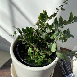 Pellaea rotundifolia plant