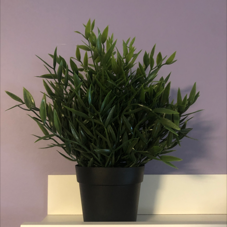 Photo of the plant species Box Holly by @ashleeorchard named Gregarious on Greg, the plant care app