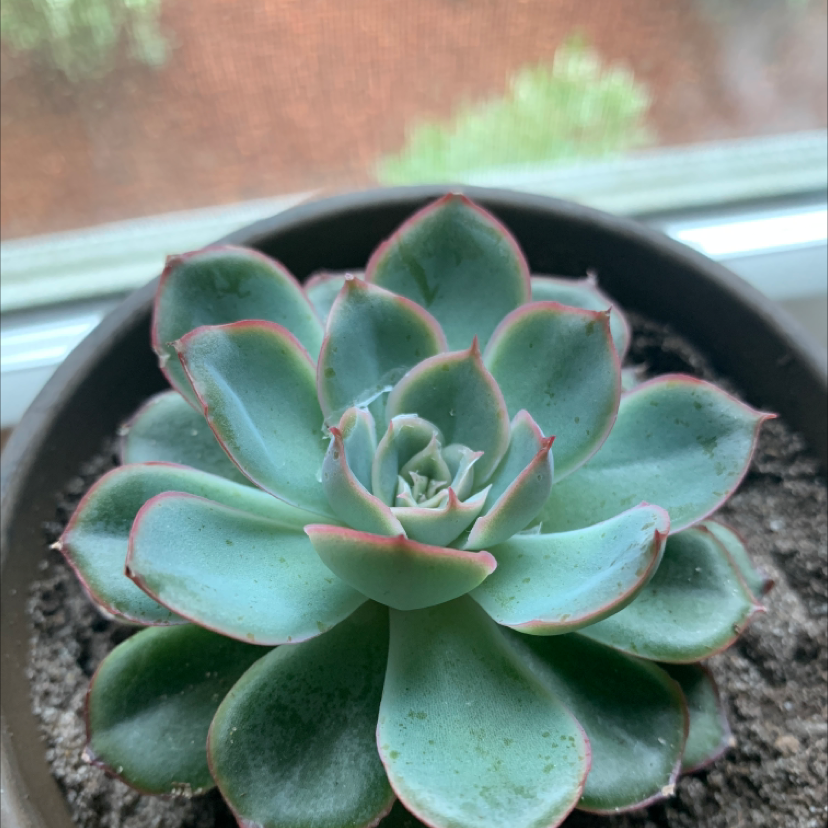 A healthy Pearl Echeveria succulent in a pot with visible soil.