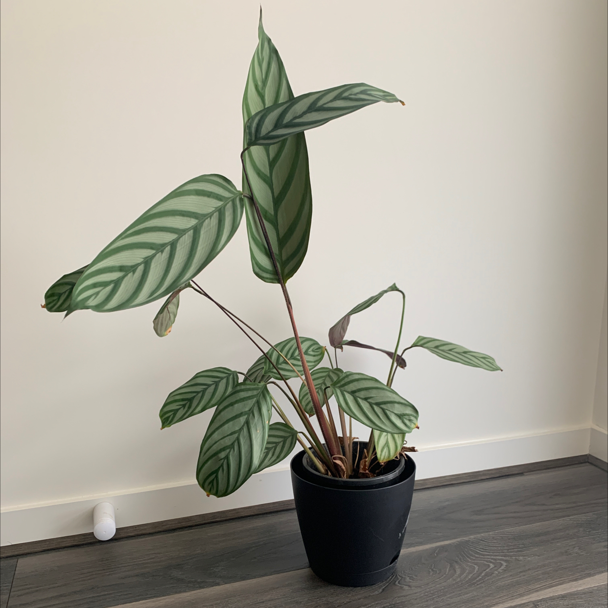 Photo of the plant species Never Never Ctenanthe by @Taygrieves named Tree Diddy on Greg, the plant care app