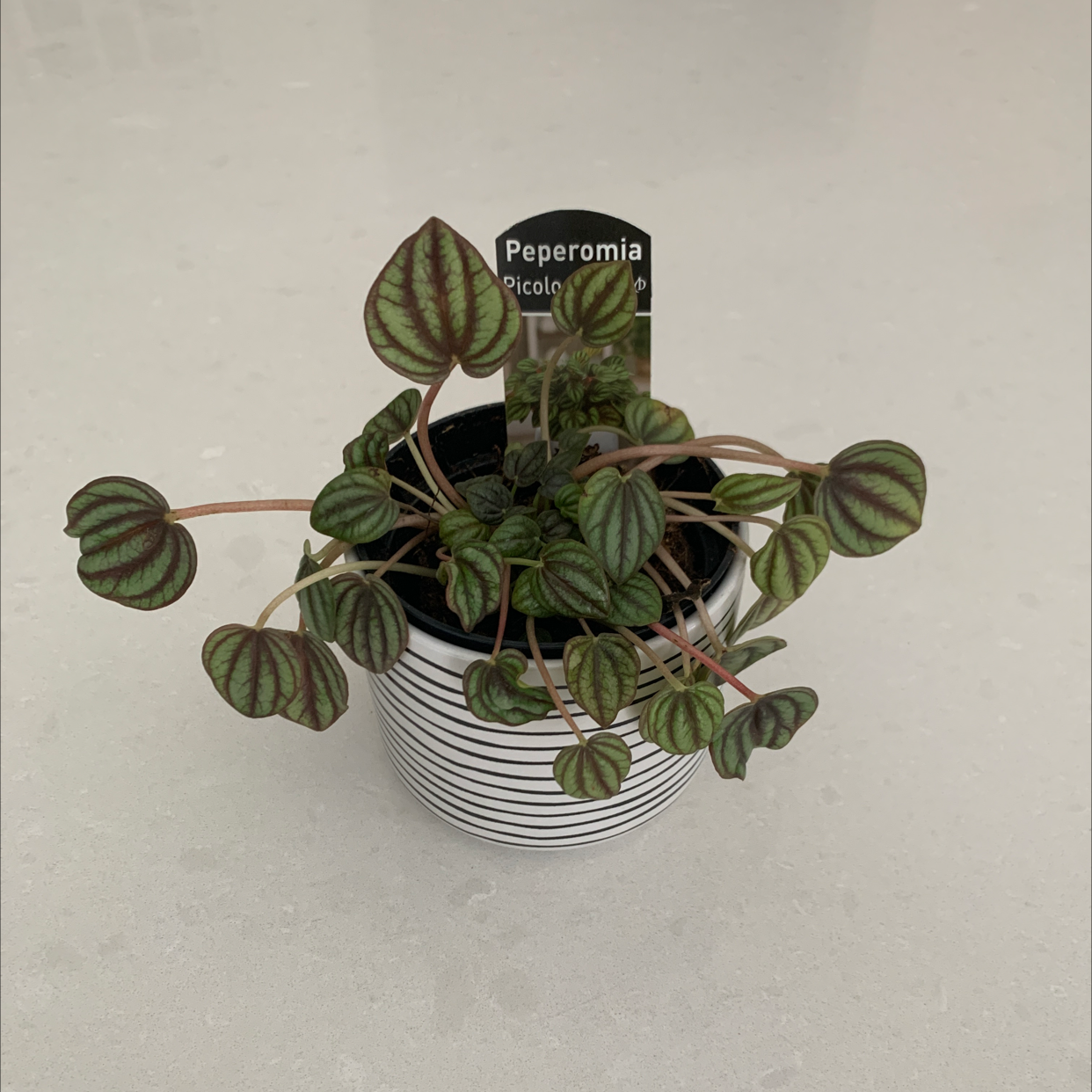 Photo of the plant species Piccolo banda by @Taygrieves named Marley on Greg, the plant care app