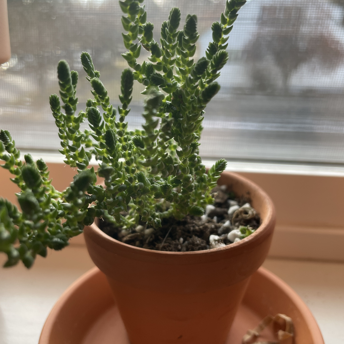 Rattail Crassula plant in a terracotta pot with visible soil, well-framed and in focus.
