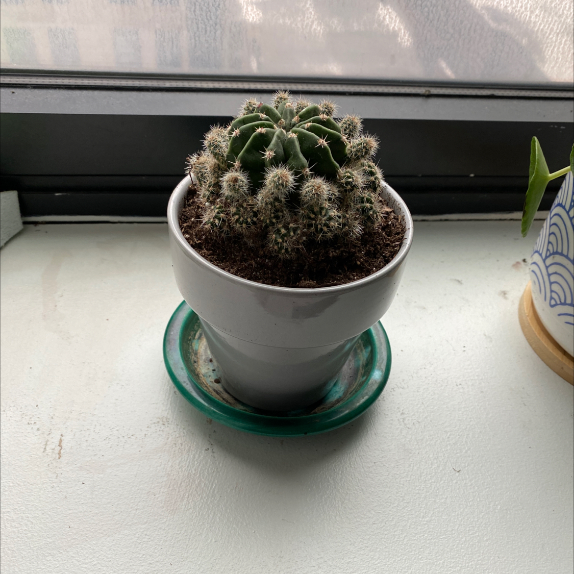 Photo of the plant species Balloon Cactus by @Angcookie97 named Keith on Greg, the plant care app