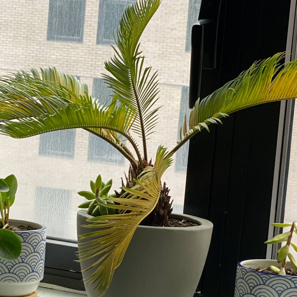 Sago Palm plant photo by @Angcookie97 named Rupalm on Greg, the plant care app.