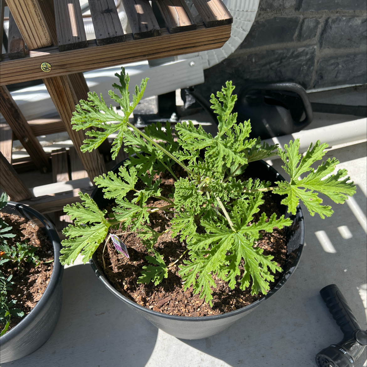 Healthy Citronella plant in a pot with green leaves, well-framed and in focus.