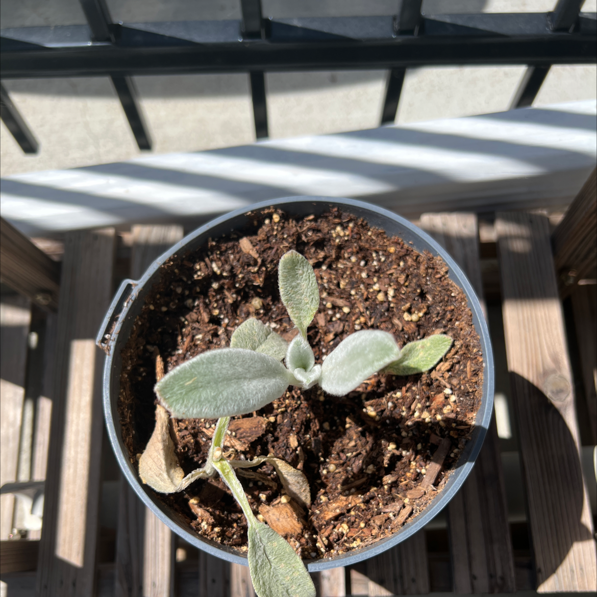 Potted Lamb's Ear plant with some browning leaves and visible soil.
