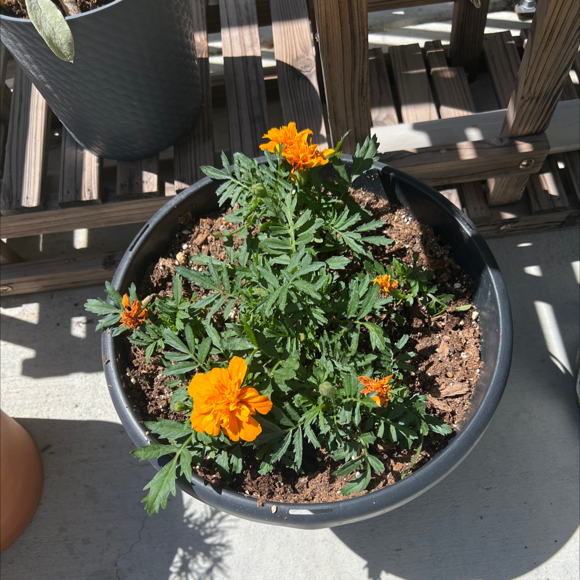Potted African Marigold plant with vibrant orange flowers and visible soil.
