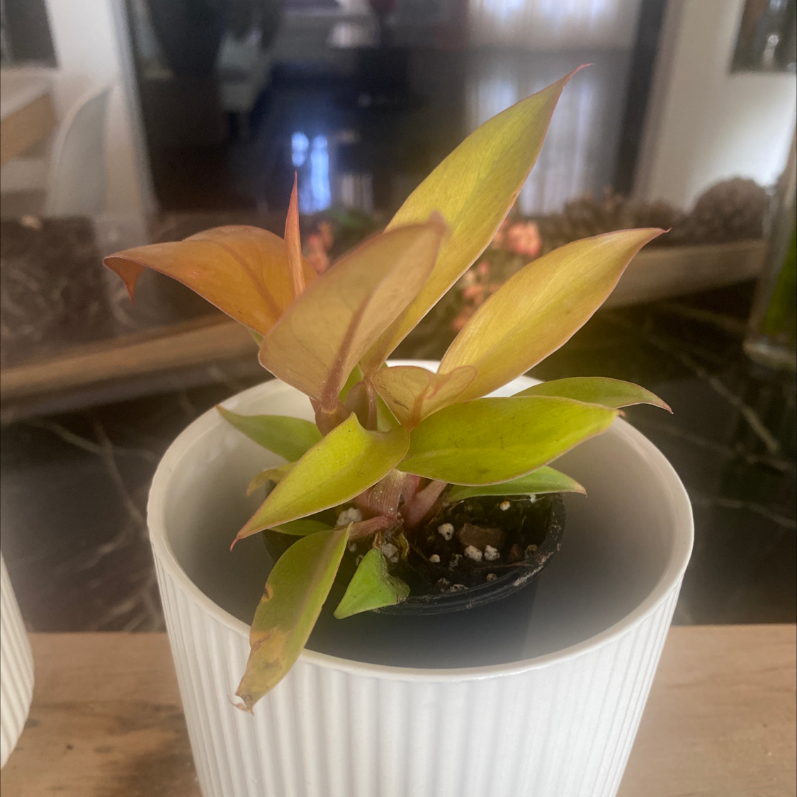 Photo of the plant species Philodendron 'Red King' by @Dronevil named Philodendron Red King on Greg, the plant care app