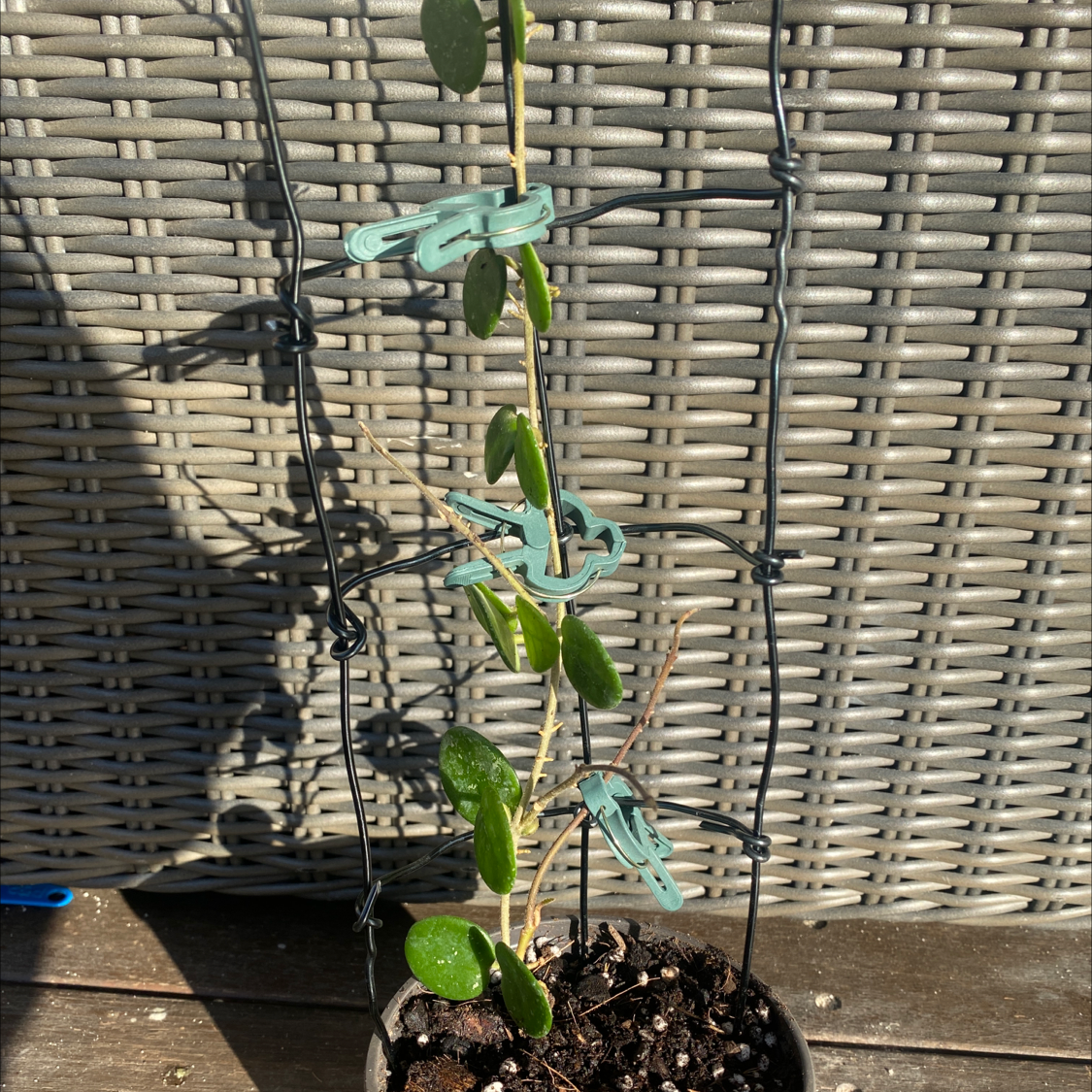 Hoya 'Mathilde' plant with green leaves in a small pot, supported by a wire trellis.