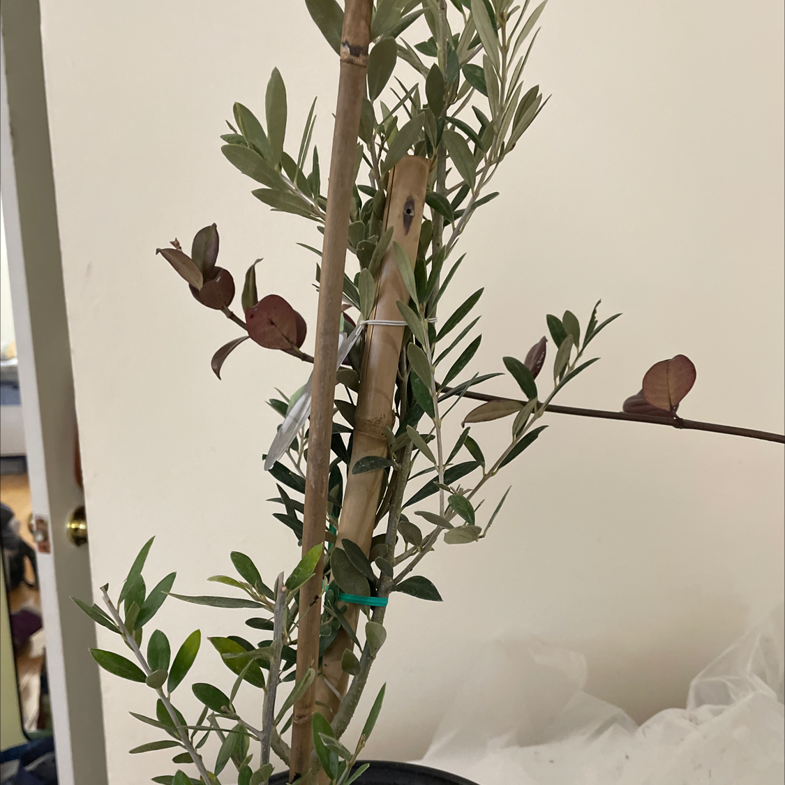 Olive Tree in a pot with a support stick, showing green and some reddish leaves.