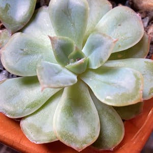 Pearl Echeveria plant photo by Tamara named Mochi on Greg, the plant care app.