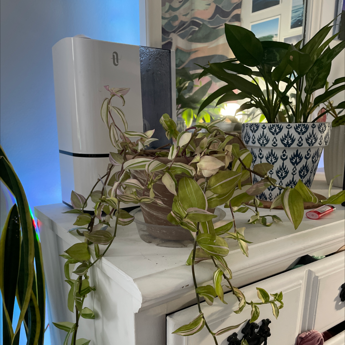 Healthy Tradescantia Zebrina plant with long trailing stems and vibrant green and purple striped leaves in a white ceramic planter.