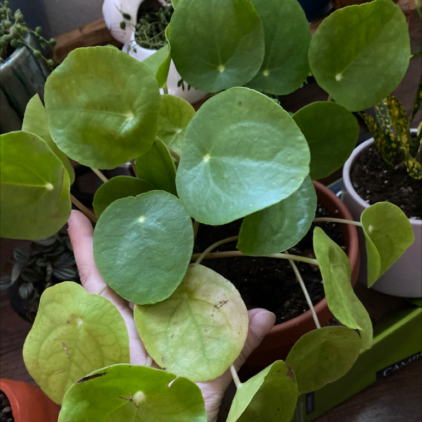 Chinese Money Plant plant photo by @Ajcalc named Your plant on Greg, the plant care app.
