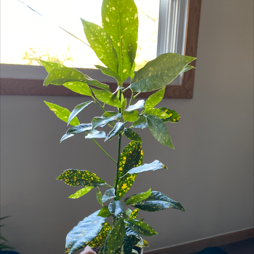Healthy Japanese Laurel houseplant with glossy dark green and yellow speckled leaves on a window sill with natural light.