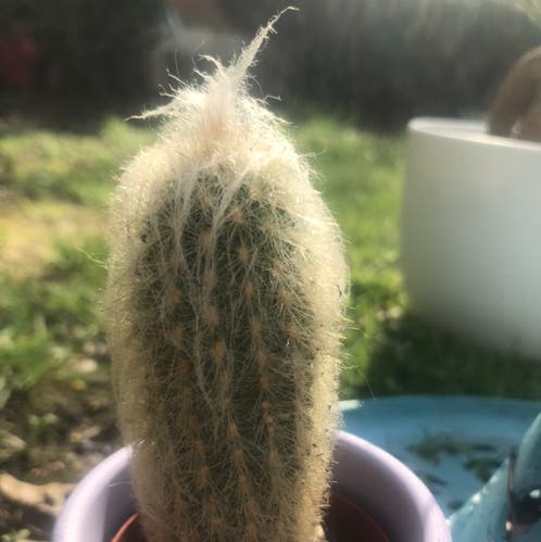 Stanley the Cactus 