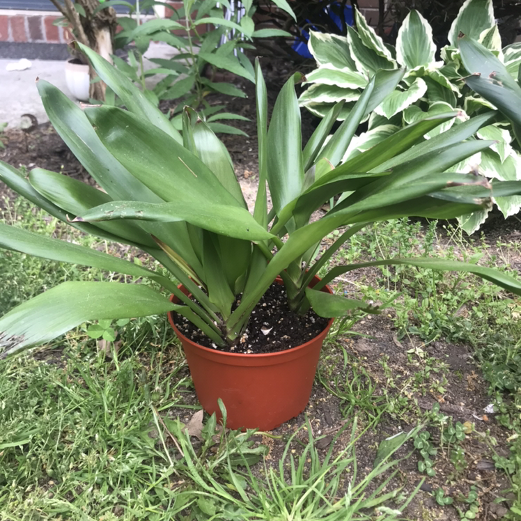 Photo of the plant species Cordyline Glauca by @420pennylane named Princess Peach on Greg, the plant care app