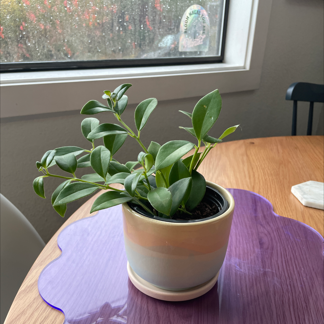 Photo of the plant species Orange Lipstick Plant by @erikajohnson named Cherry on Greg, the plant care app