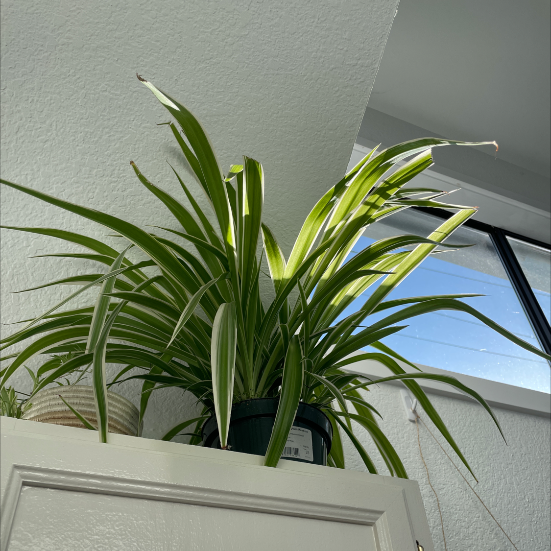 Photo of the plant species Spider Plant by @erikajohnson named Green Widow on Greg, the plant care app