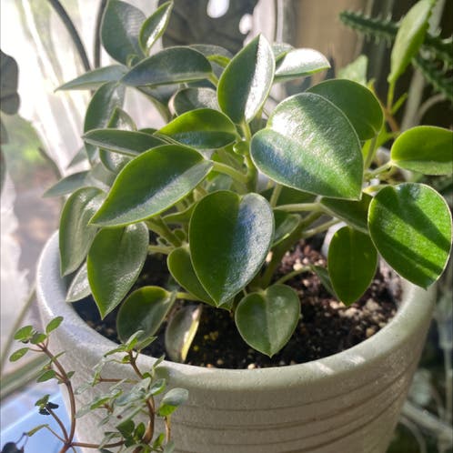Peperomia - Vining Cupid  A plant by @PlantHobby on Greg