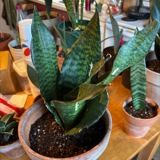 Forest Star Snake Plant plant in Somewhere on Earth
