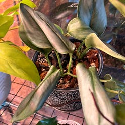Scindapsus treubii 'Moonlight' plant