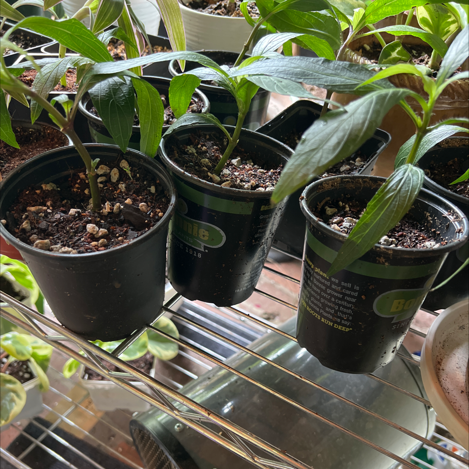 Multiple young Mexican Bluebell plants in small pots on a metal rack.