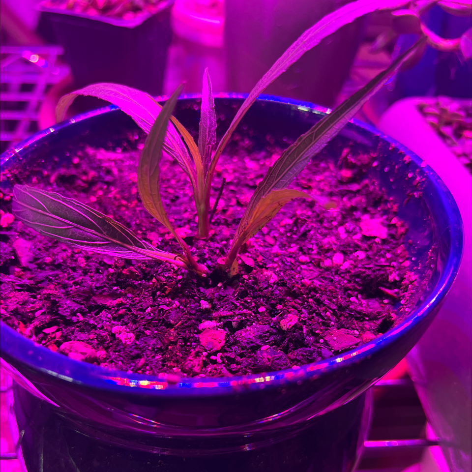 Mexican Bluebell Is Toxic To Humans