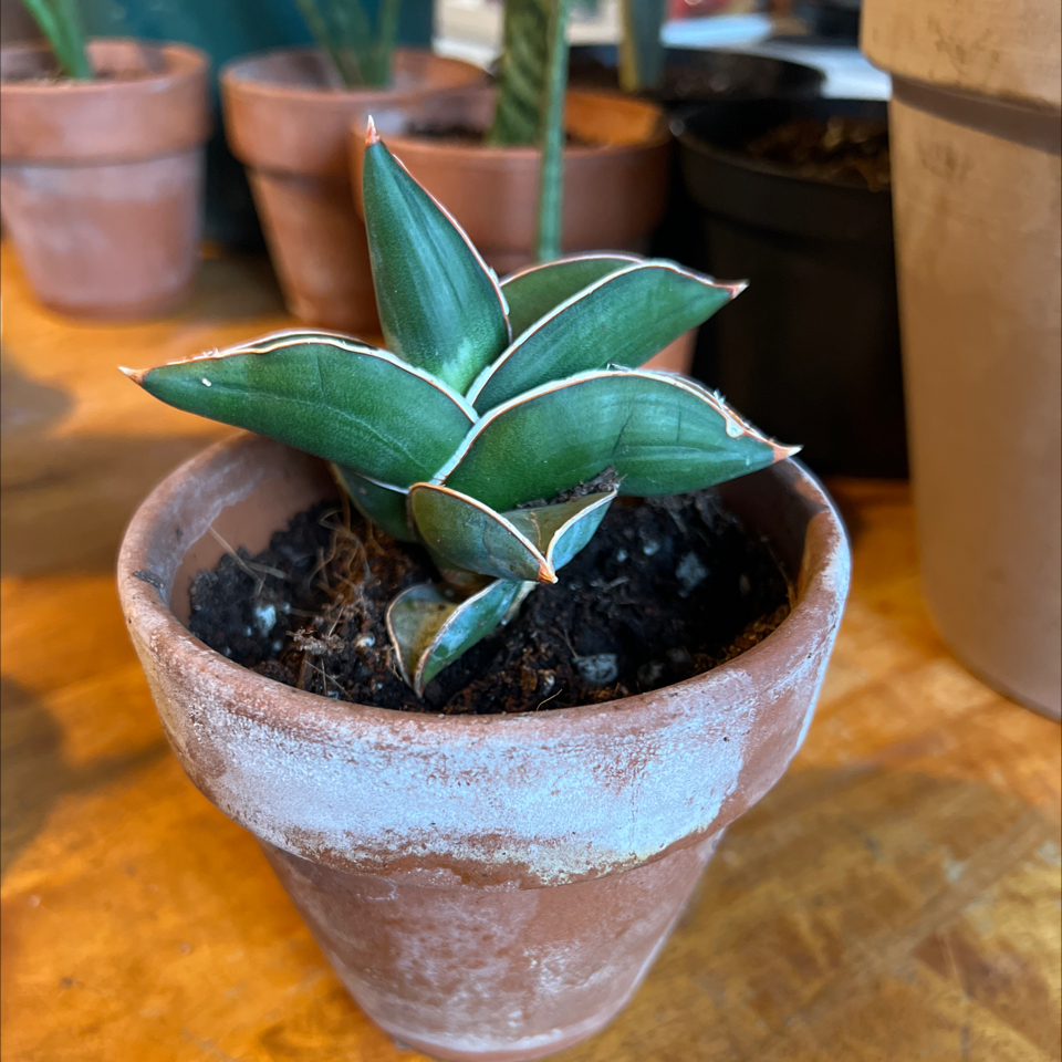 Samurai Dwarf Snake Plant in a terracotta pot with visible soil, well-framed and in focus.