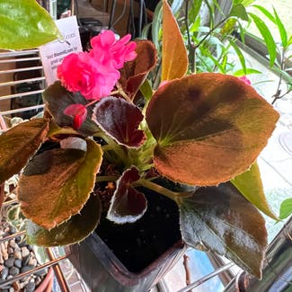 Clubed Begonia plant in Somewhere on Earth